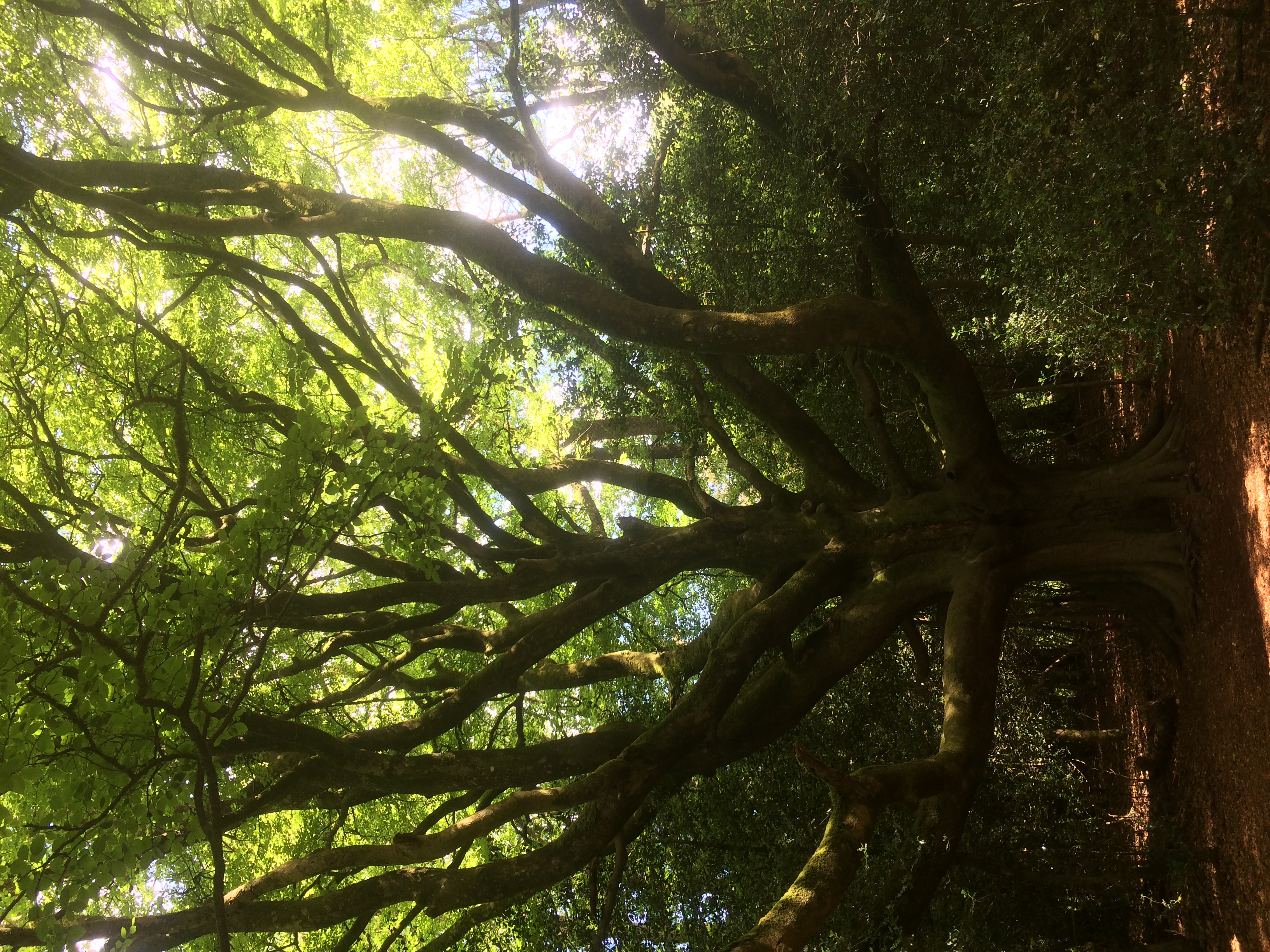 aaa